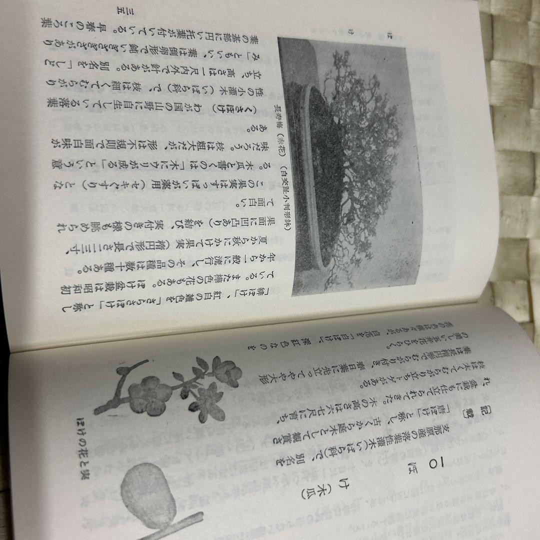 Nozaki Nobuo Bonsai Illustration Book 302 Pages Good Condition