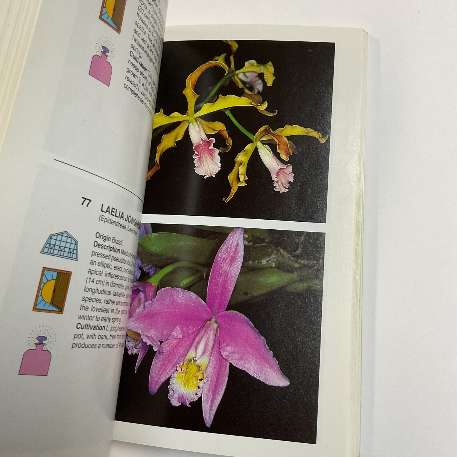Simon & Schuster’s Guide To Orchids Paperback Book Color Photos Flowers Plants