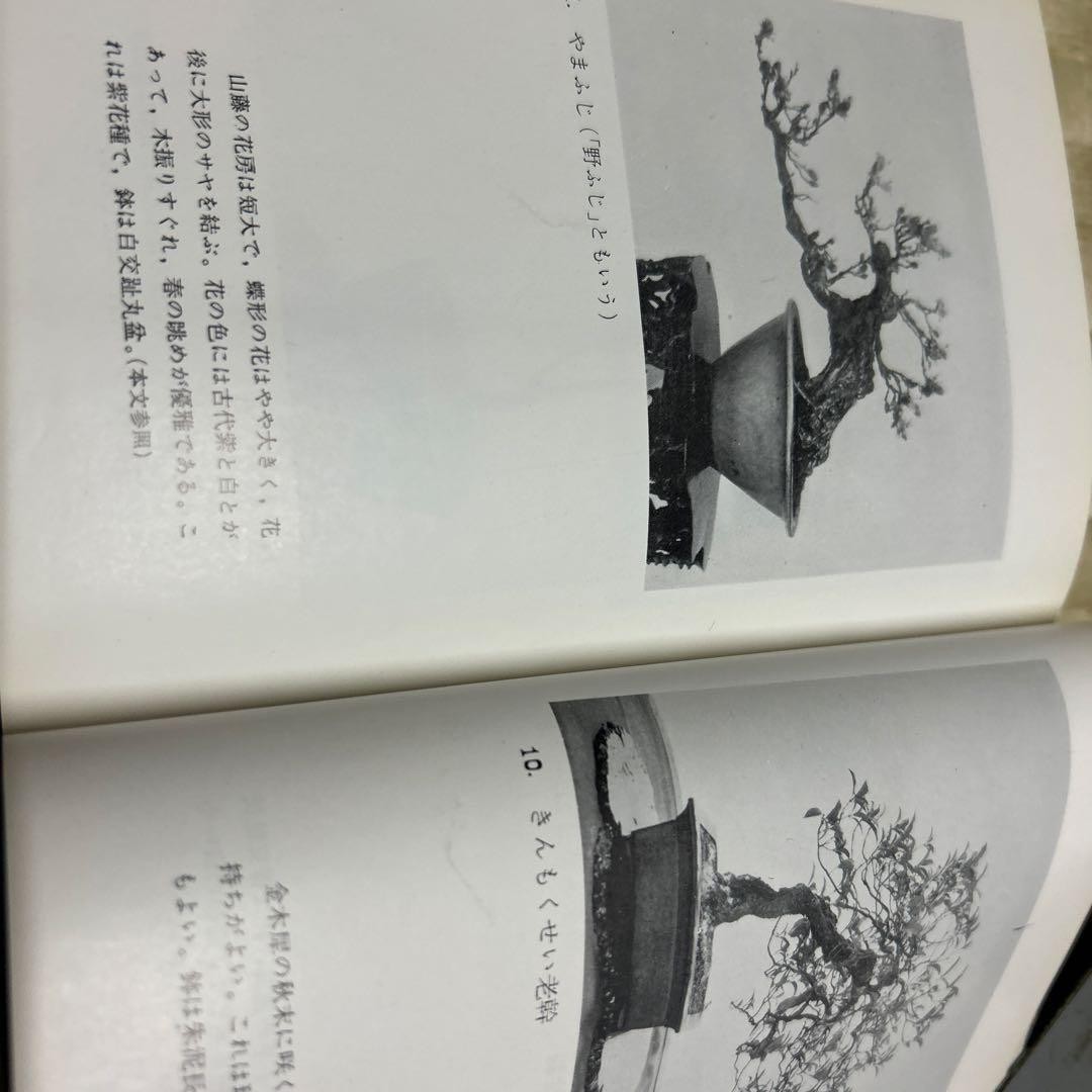 Nozaki Nobuo Bonsai Illustration Book 302 Pages Good Condition