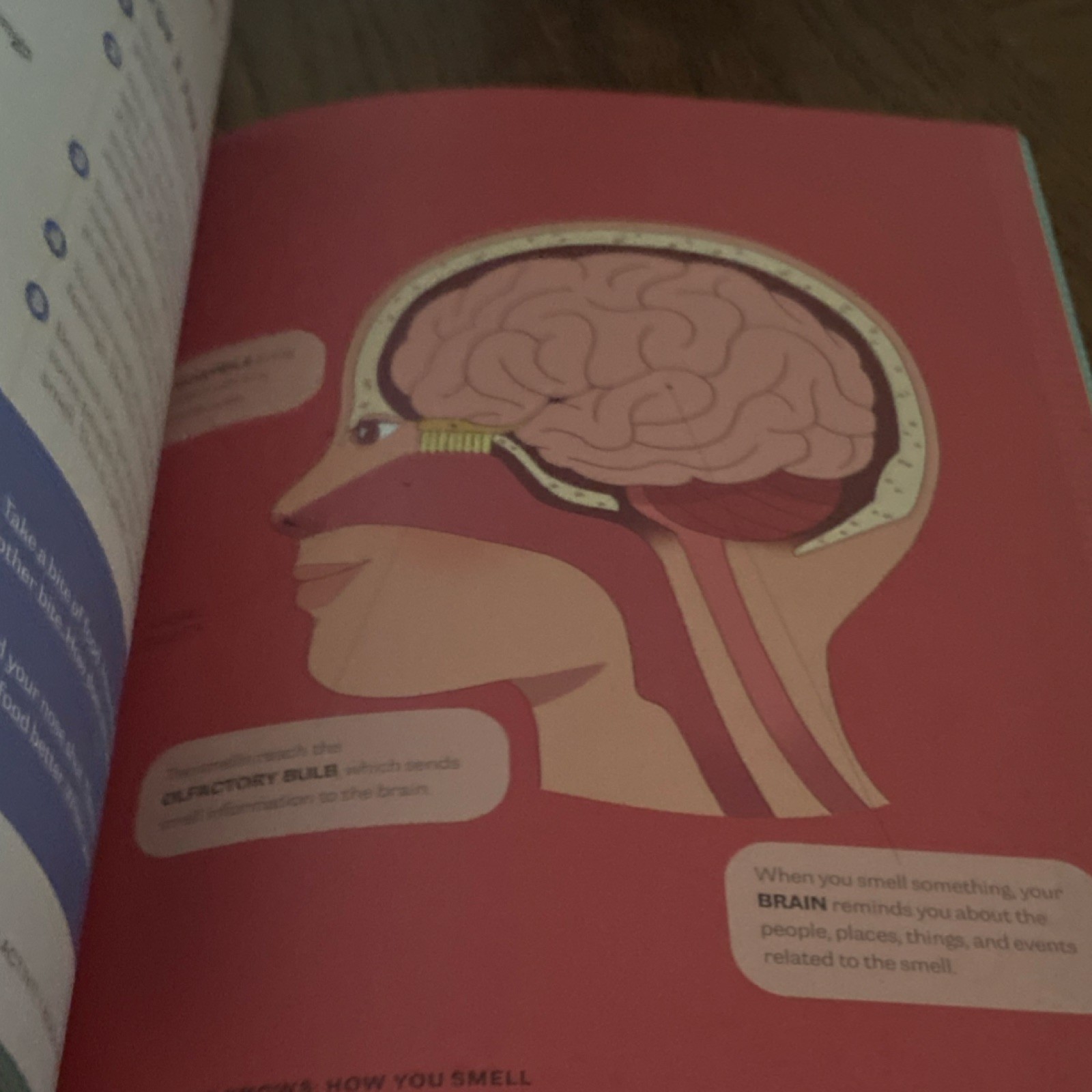 Human Body Activity Book for Kids by Katie Stokes Ages 4-8 Science Biology Mazes