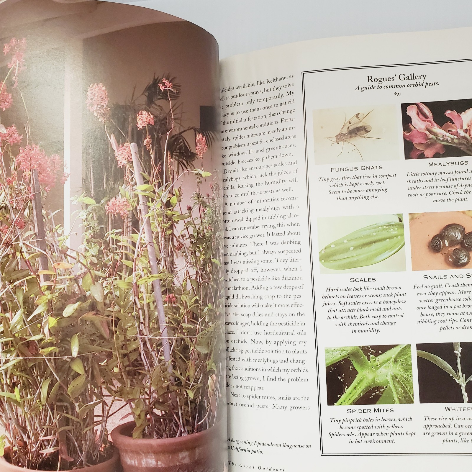 Orchids Simplified: An Indoor Gardening Guide Book Garden Houseplant Flowers