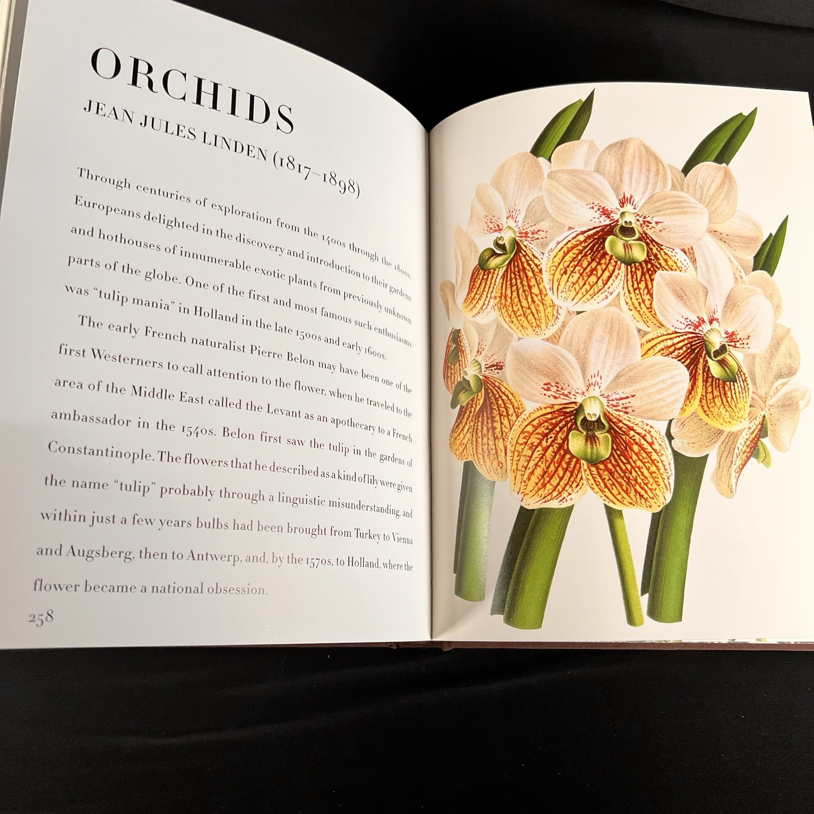 Botanicals : Butterflies and Insects by Leslie K. Overstreet (2008, Hardcover)