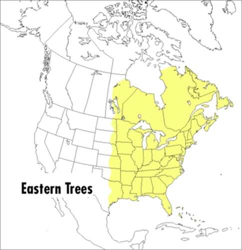 A Peterson Field Guide To Eastern Trees by George A. Petrides: Used