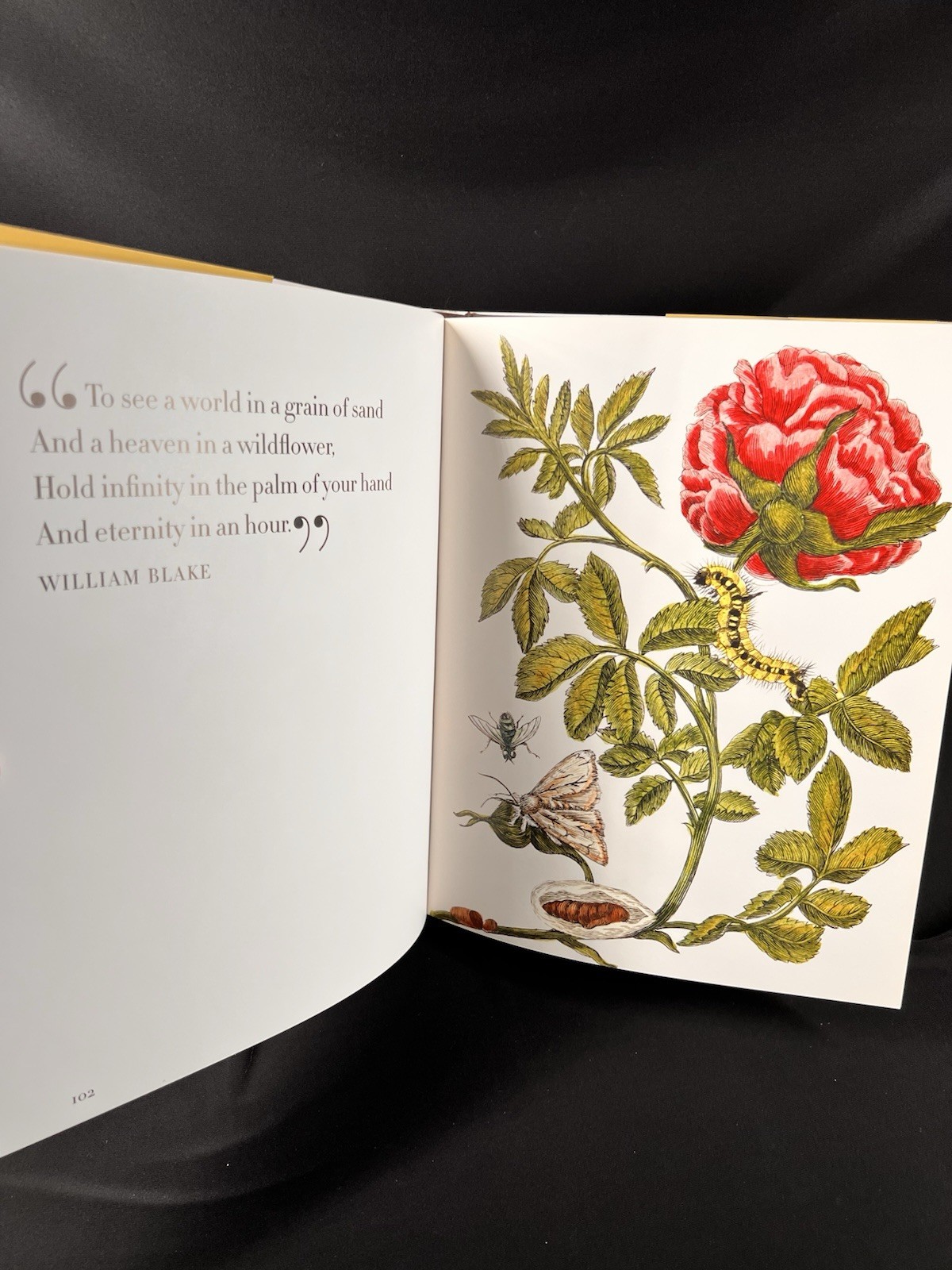 Botanicals : Butterflies and Insects by Leslie K. Overstreet (2008, Hardcover)