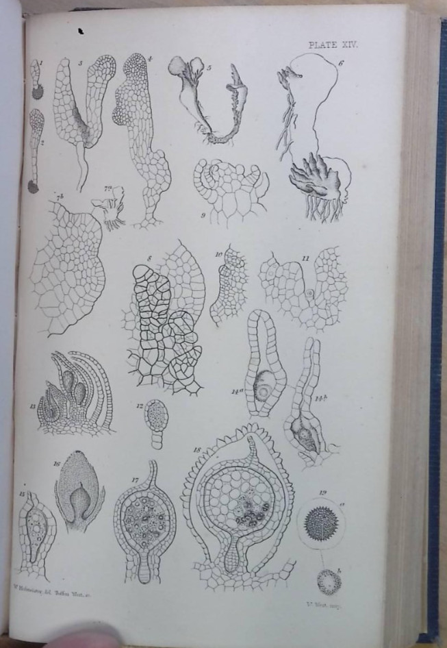 HIGHER CRYPTOGAMIA and the Fructification of the CONIFERAE.