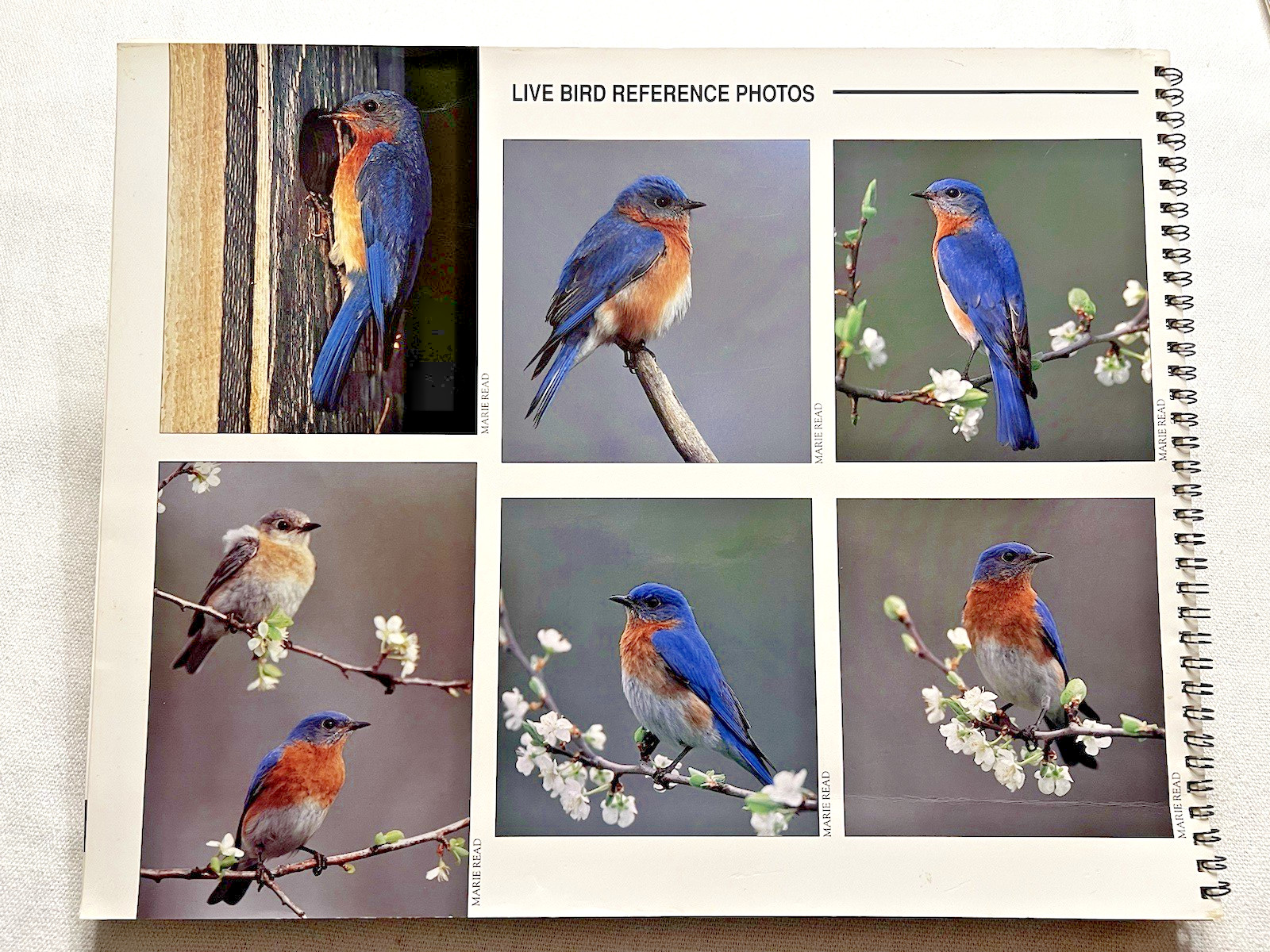 Wildfowl Carving Mag Workbench Projects “Eastern Bluebird” by Laura Lucio, 2002